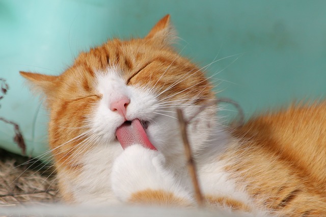 kawaii cat